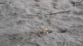 funny crab on Ihla Grande in Brasil