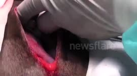 World's First Sloth C-section