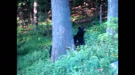 Man enjoys conversation with bears in his back yard