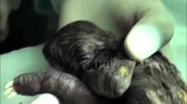 Vets perform world's first sloth C-section.