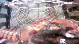 Lobster battle ends with a surprise escape