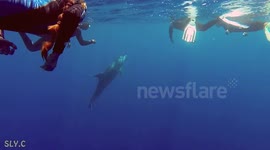 Grand dauphin (Tursiops truncatus) avec un drôle de comportement