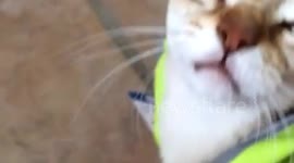 Cats get prepared for Hurricane Ana in Hawaii