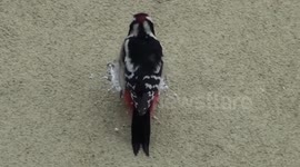 Woodpecker pecks through side of a house