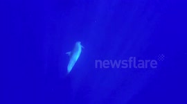 Dolphin exhibits unusual swimming behaviour