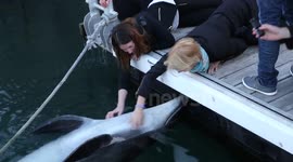Wild dolphin approaches tourists for belly rubs in France