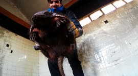 Armadillos rescued by tourists in Argentina