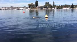 Perth Swan River Sea Lion vs Stingray
