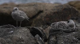 Young seagulls /Jeunes goélands