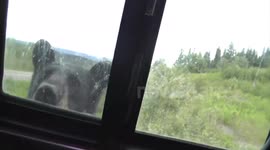 Campers rudely awoken by a black bear in Canada
