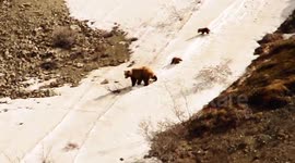 Family of grizzly bears skating on the snow