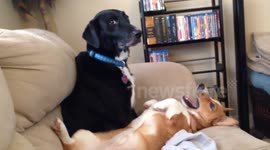 Judgemental dog disapproves of corgi's behaviour