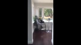 Squirrel trapped inside house