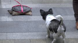 Giant terrapin walked on a leash in China