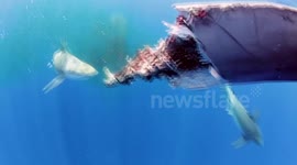 Six sharks feasting on a whale carcass