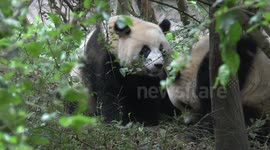 Pandas enjoying cool weather in China