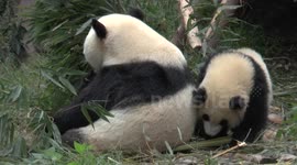 Very Active Pandas Playing and Eating in China