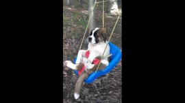 Adorable St. Bernard puppy in a tree swing