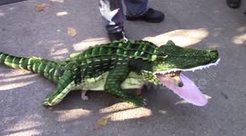 Halloween dog parade