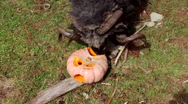 Angry sheep headbutts pumpkin piñata