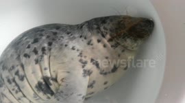 Seal pup asleep in a bathtub