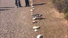 Penguin trips over rock in front of tourists