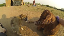 Puppy & Cow in Kenya