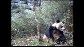 Wild Pandas in Mamize Natural Reserve
