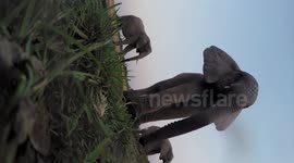 Curious elephants play with GoPro camera in Zimbabwe