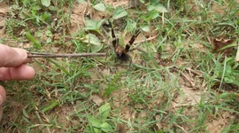 Encounter with a huge, aggressive spider in Bolivia