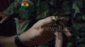Man handles a huge Banana Spider