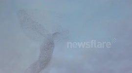 Oiseaux migratoires, impressionnant - Uccelli prima della migrazione - Birds