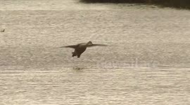 Young swans practising their landing techniques