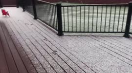 Dogs in snowsuits playing in snow