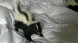 How cute is this , my baby skunks