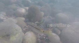 Inquisitive Blue Spotted Cornetfish