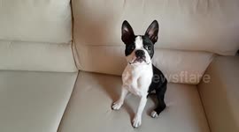 Dog BostonTerrier singer