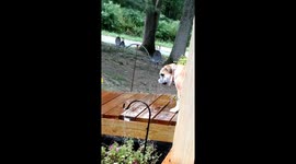 Maggie the dog catching raindrops