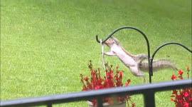 squirrel jumps to the birdfeeder but slides down the oily pole.