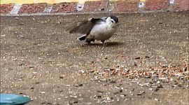 The dancing nuthatch does the scary cobra dance to defend its food.