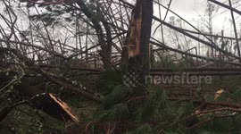 Panama City neighborhood littered with felled trees in aftermath of Michael
