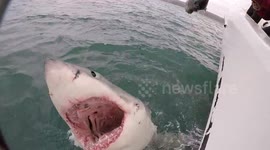 Cameraman has near miss with huge great white shark