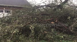 Panama City neighborhood littered with felled trees in aftermath of Michael