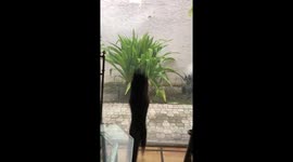 Jumping Kitty
