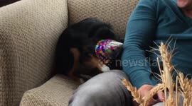 Dog unimpressed by party hat