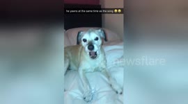 Dog yawns in perfect sync with lyrics of 70s tune 'Red Red Wine'