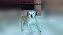 Dog yawns in perfect sync with lyrics of 'Red Red Wine'