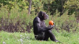 Animals get in the Halloween spirit as they feast on pumpkins