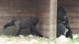 Cheeky gorilla baby loves to wind up his dad