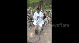 Friendship between man & monkey
